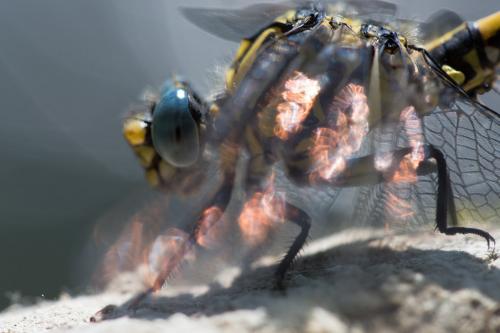Onychogomphus uncatus