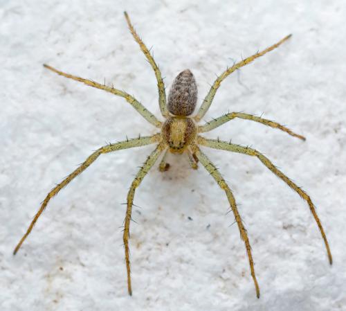 Réf. 141 392 : Philodromus albidus