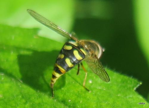 Eupeodes luniger
