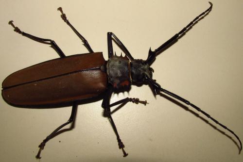 Enoplocerus armillatus