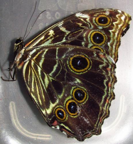 Morpho deidamia