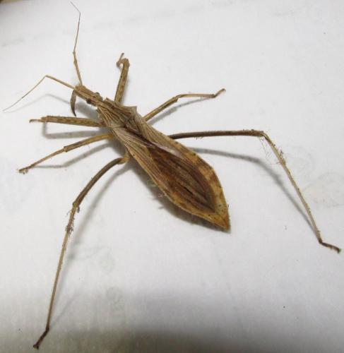 Stenopoda wygodzinskyi