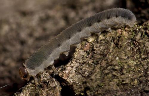 Empria sp.