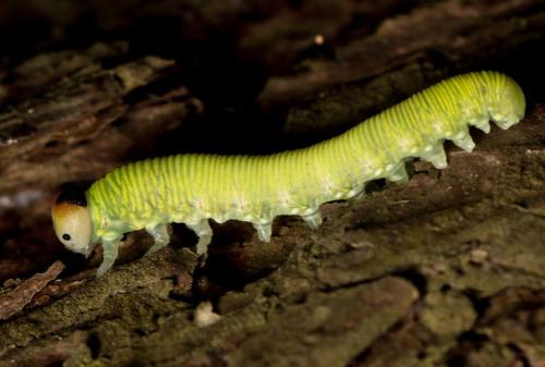Réf. 141 340 : Trichiosoma sp.