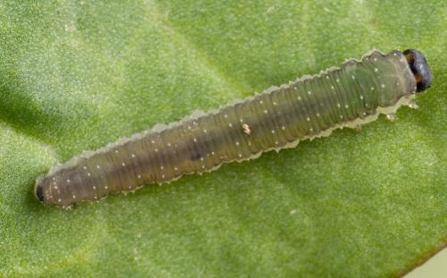Ametastegia equiseti