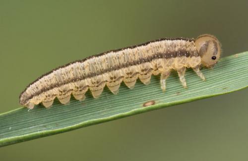 Réf. 141 261 : Tenthredopsis sp.