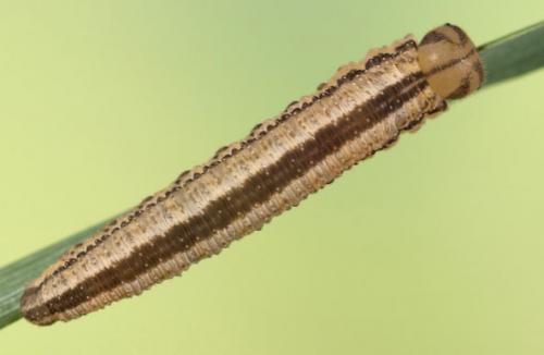Tenthredopsis sp.