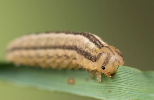 Tenthredopsis sp.