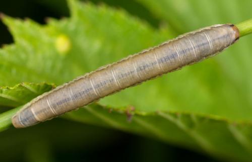 Dolerus sp.