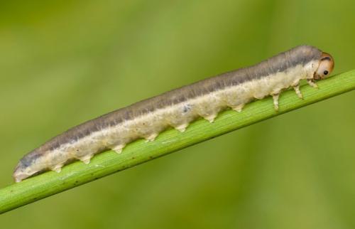 Dolerus sp.