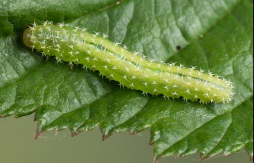 Réf. 141 325 : Monophadnoides rubi