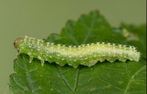 Réf. 141 326 : Monophadnoides rubi