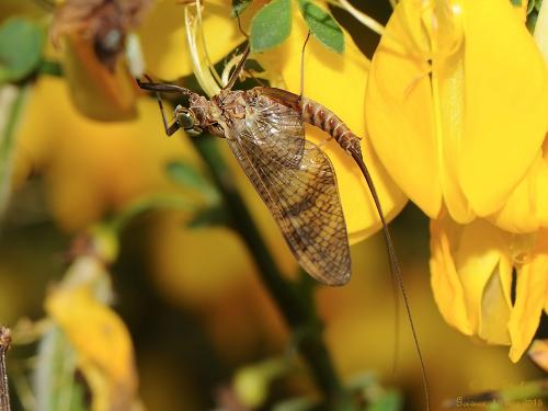 Ecdyonurus torrentis