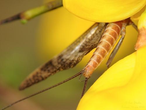 Ecdyonurus torrentis