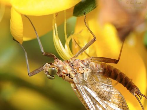 Ecdyonurus torrentis