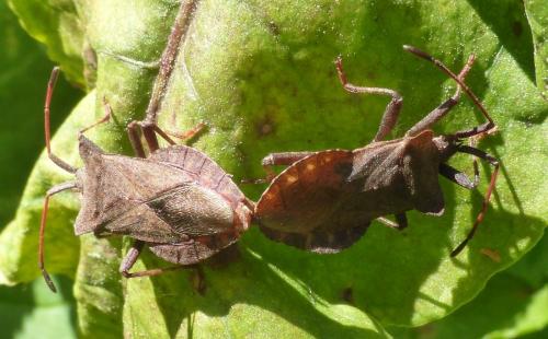 Réf. 141 087 : Coreus marginatus