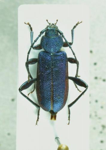 Réf. 141 398 : Callidium violaceum