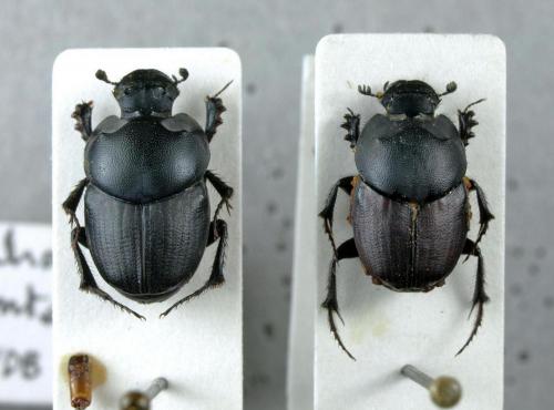 Réf. 141 150 : Euonthophagus divers