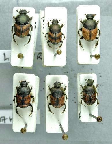 Onthophagus divers