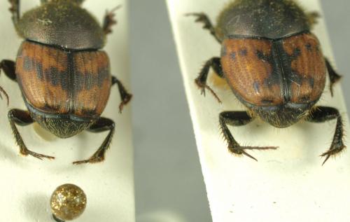 Onthophagus divers