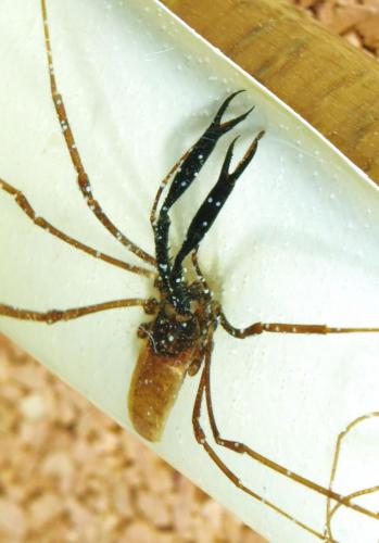 Ischyropsalis sp.