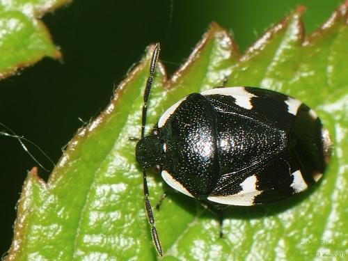 Tritomegas sexmaculatus