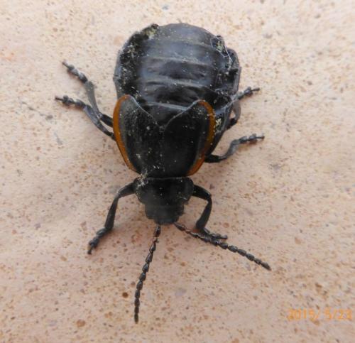 Réf. 141 215 : Arima marginata