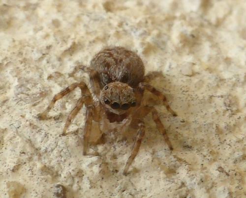 Réf. 141 223 : Pseudeuophrys sp.