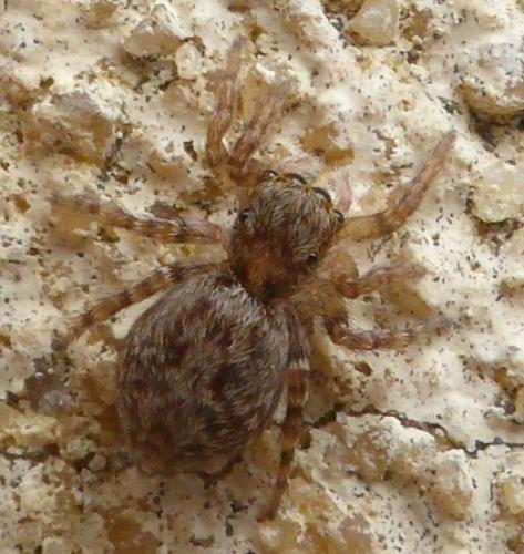 Réf. 141 221 : Pseudeuophrys sp.