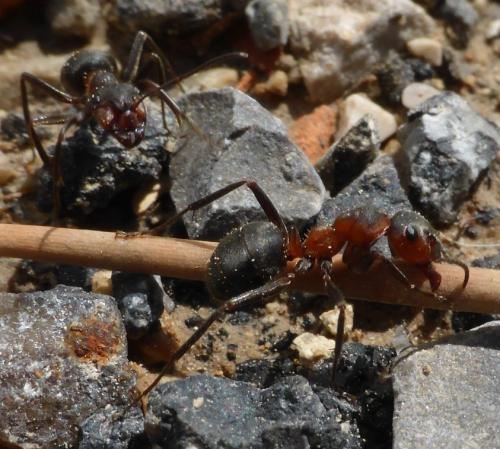 Réf. 141 626 : Formica pratensis