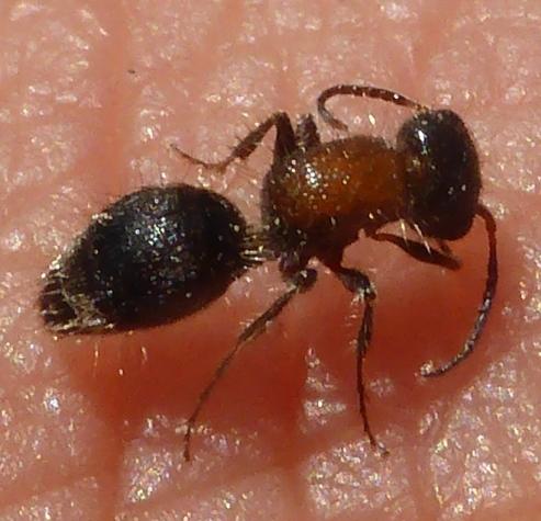 Blakeius bipunctatus