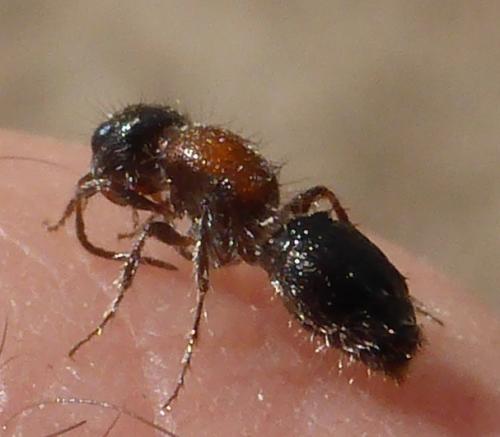 Blakeius bipunctatus