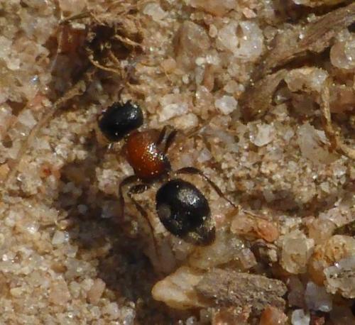 Blakeius bipunctatus