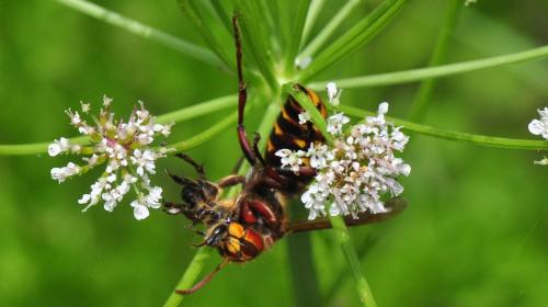 Réf. 141 785 : Vespa crabro