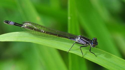 Ischnura elegans