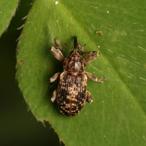 Réf. 141 691 : Dorytomus sp.