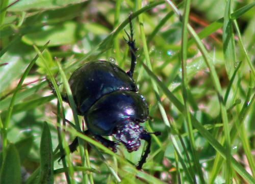 Trypocopris sp.