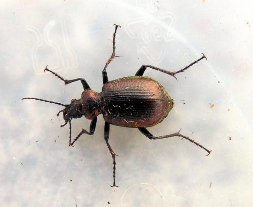 Réf. 141 002 : Calosoma inquisitor