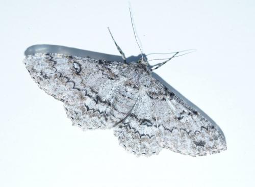 Ascotis selenaria
