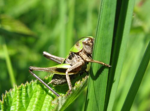 Réf. 141 323 : Decticus verrucivorus verrucivorus