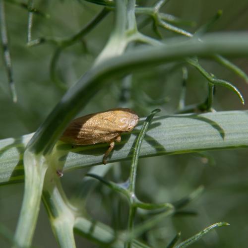 Philaenus spumarius