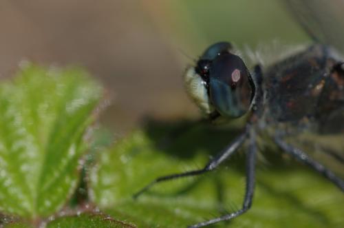 Leucorrhinia albifrons