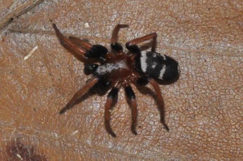 Poecilochroa variana