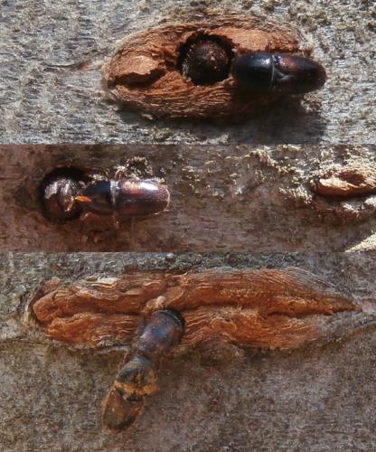 Réf. 141 246 : Scolytus sp.