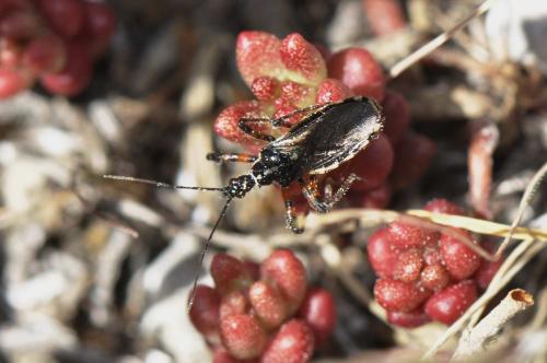 Réf. 141 801 : Sphedanolestes lividigaster