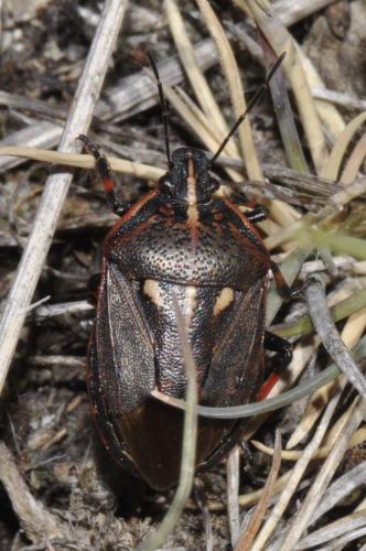 Jalla dumosa