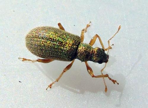 Réf. 141 005 : Polydrusus pterygomalis