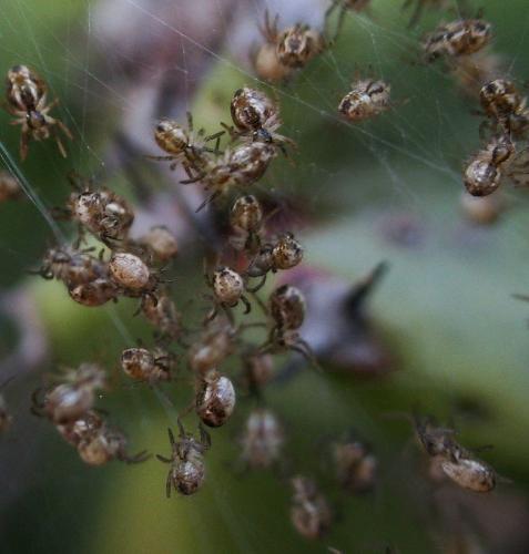 Réf. 141 073 : Araneus sp.