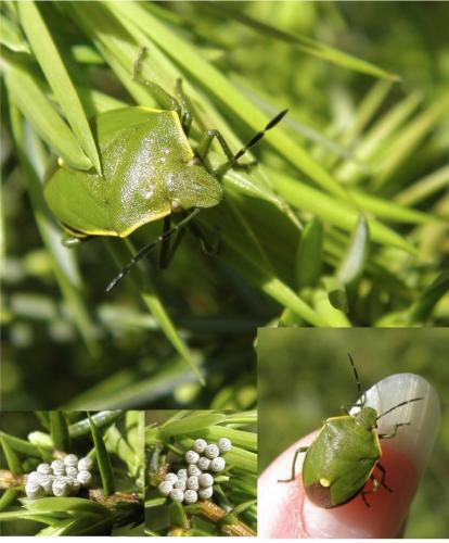 Réf. 141 879 : Chlorochroa juniperina