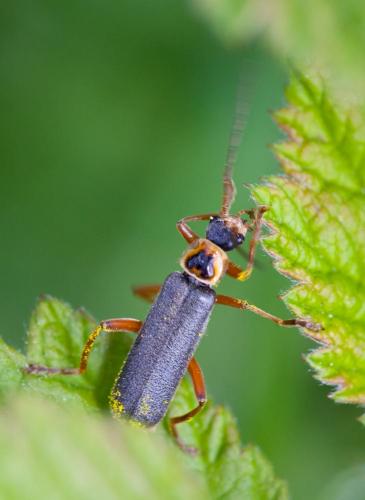 Réf. 141 502 : Cantharis nigricans